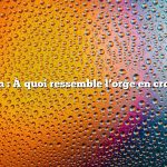 Question : À quoi ressemble l’orge en croissance